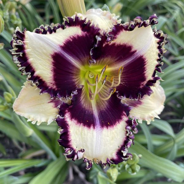 Daylily Hybrid Flowers Seeds, Hemerocallis Hybrid, 20pcs/pack-Plantjoyfarm