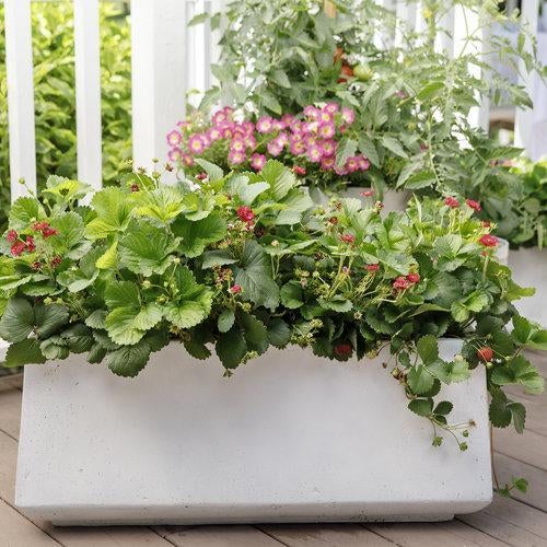 Tomato Cherry Pink Grape-Plantjoyfarm