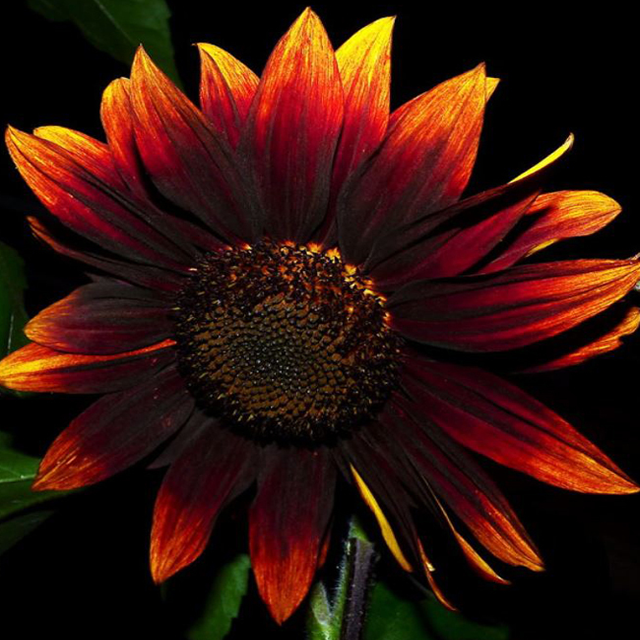 Red Wine Sunflower-Plantjoyfarm