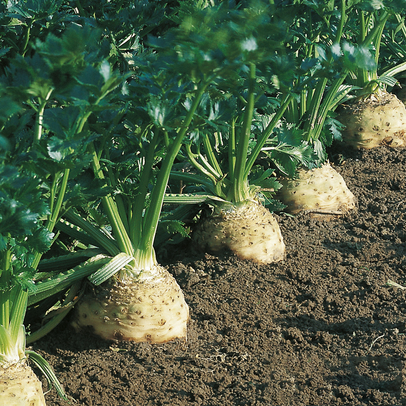 Celeriac Seeds Celery Root Seeds-Plantjoyfarm