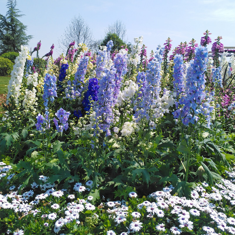 Delphinium Seeds-Plantjoyfarm