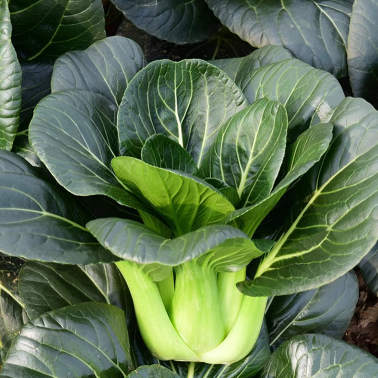 Black-leaf Bok Choy Seeds-Plantjoyfarm