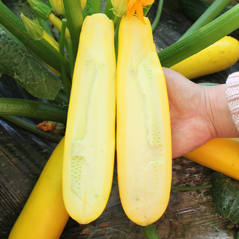 Golden Zucchini Seeds-Plantjoyfarm