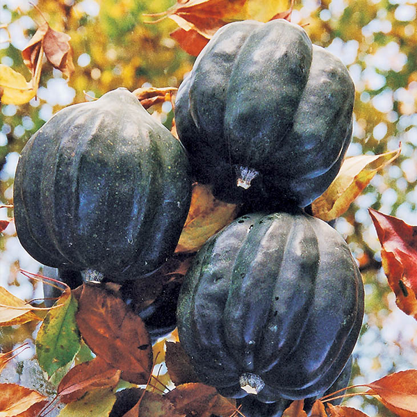 Royal Squash Seeds-Plantjoyfarm