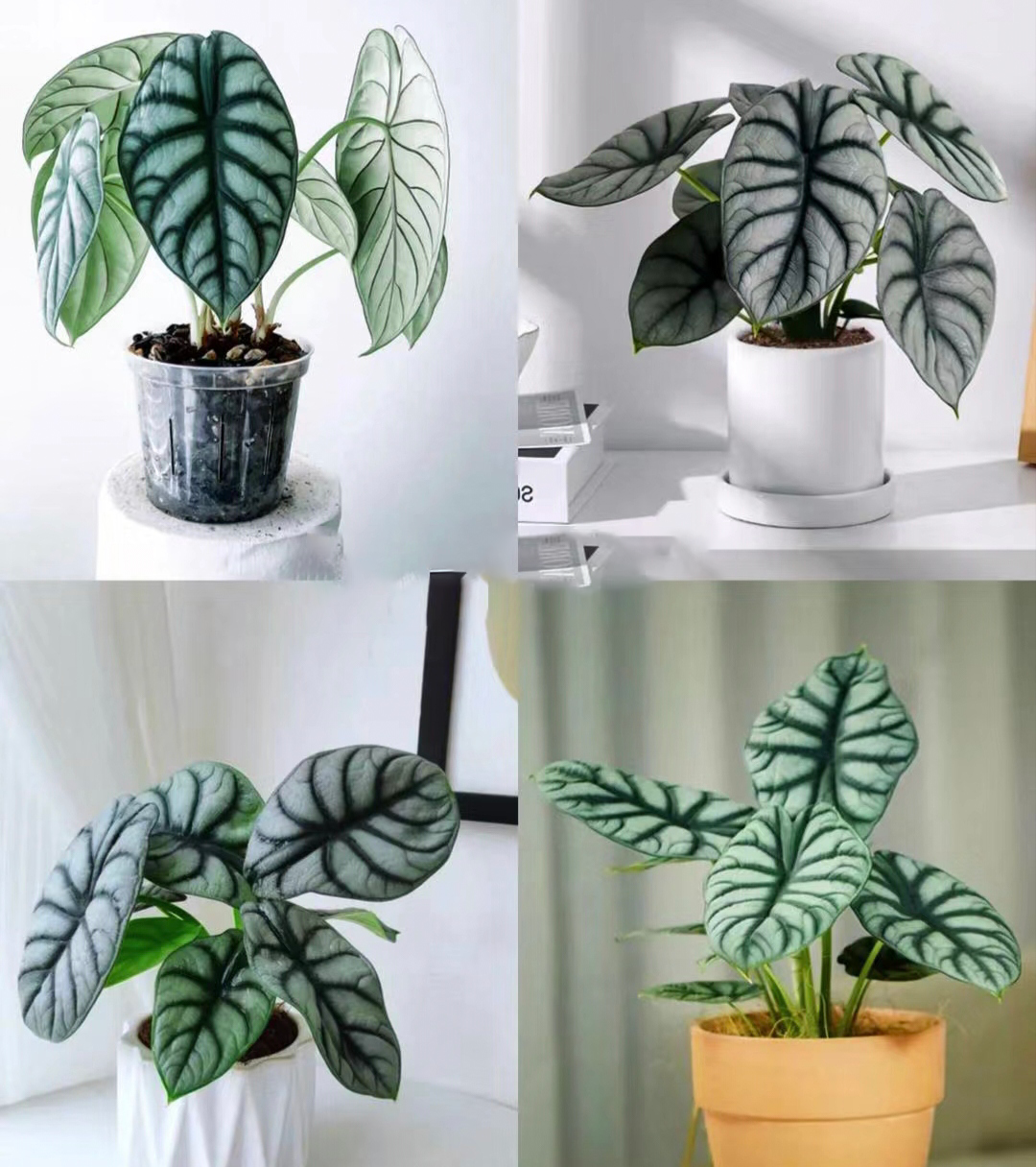 Alocasia baginda 'Silver Dragon' RARE Indoor and Outdoor Live Tropical House Plant-Plantjoyfarm