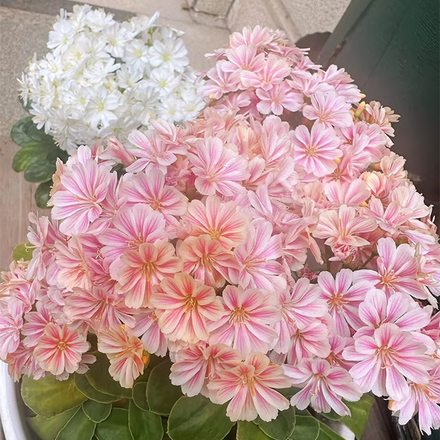 Lewisia Cotyledon Flower Seeds