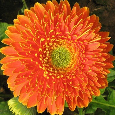 Pyrethrum-Double Gerbera Flower Seeds. Get 50% off