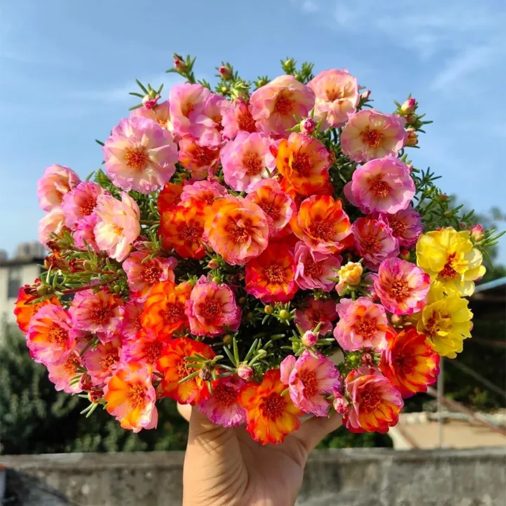 🌸Mixed Color Double Sunflower Seeds