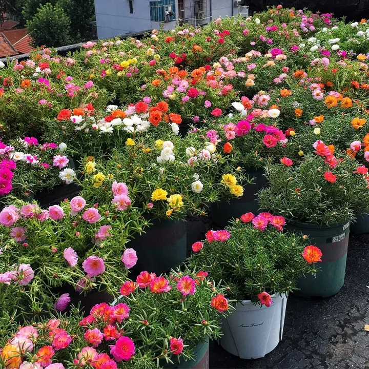 🌸Mixed Color Double Sunflower Seeds