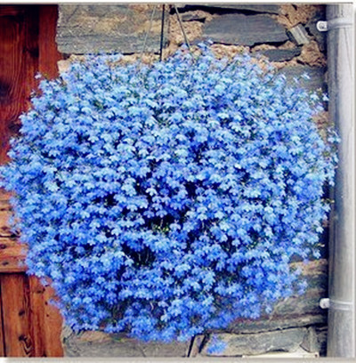 Lobelia Seeds - One of the best edging plants-Plantjoyfarm