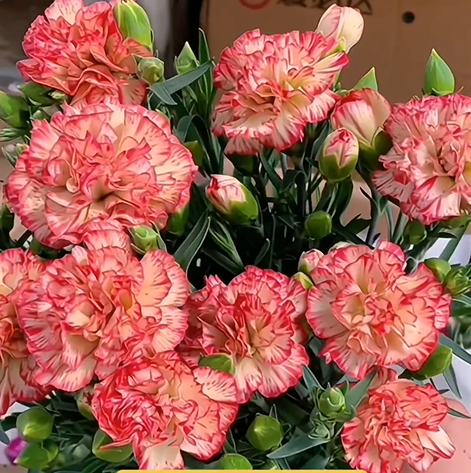 🌼Multi-Colored Carnation Seeds-Pure Love