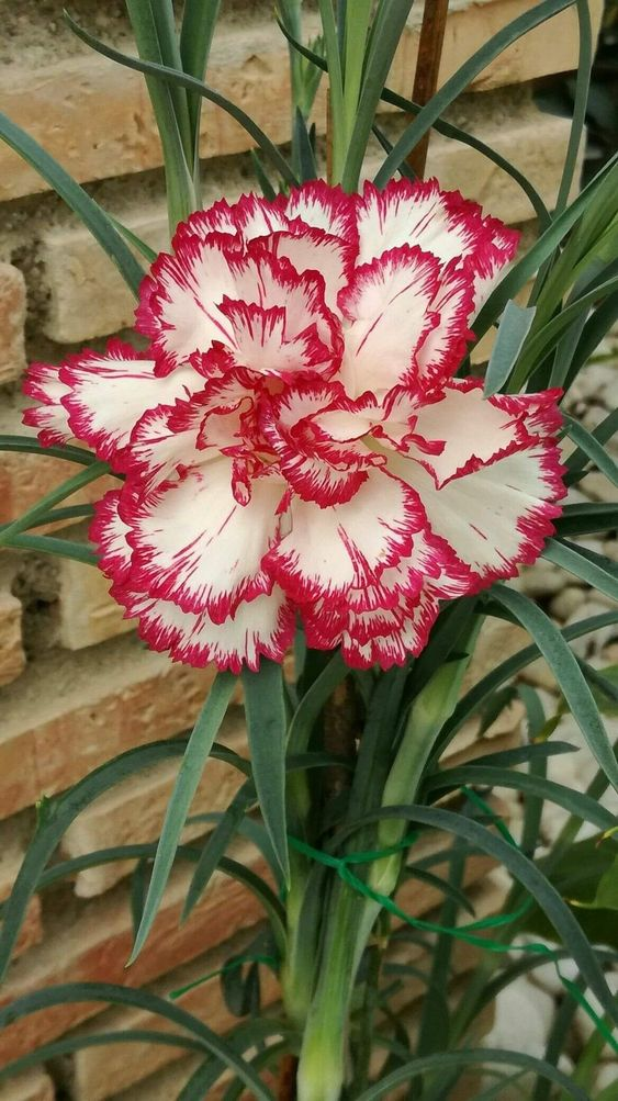 🌼Multi-Colored Carnation Seeds-Pure Love