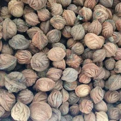 🌟Golden Legend - Golden Peach Seeds-Plantjoyfarm