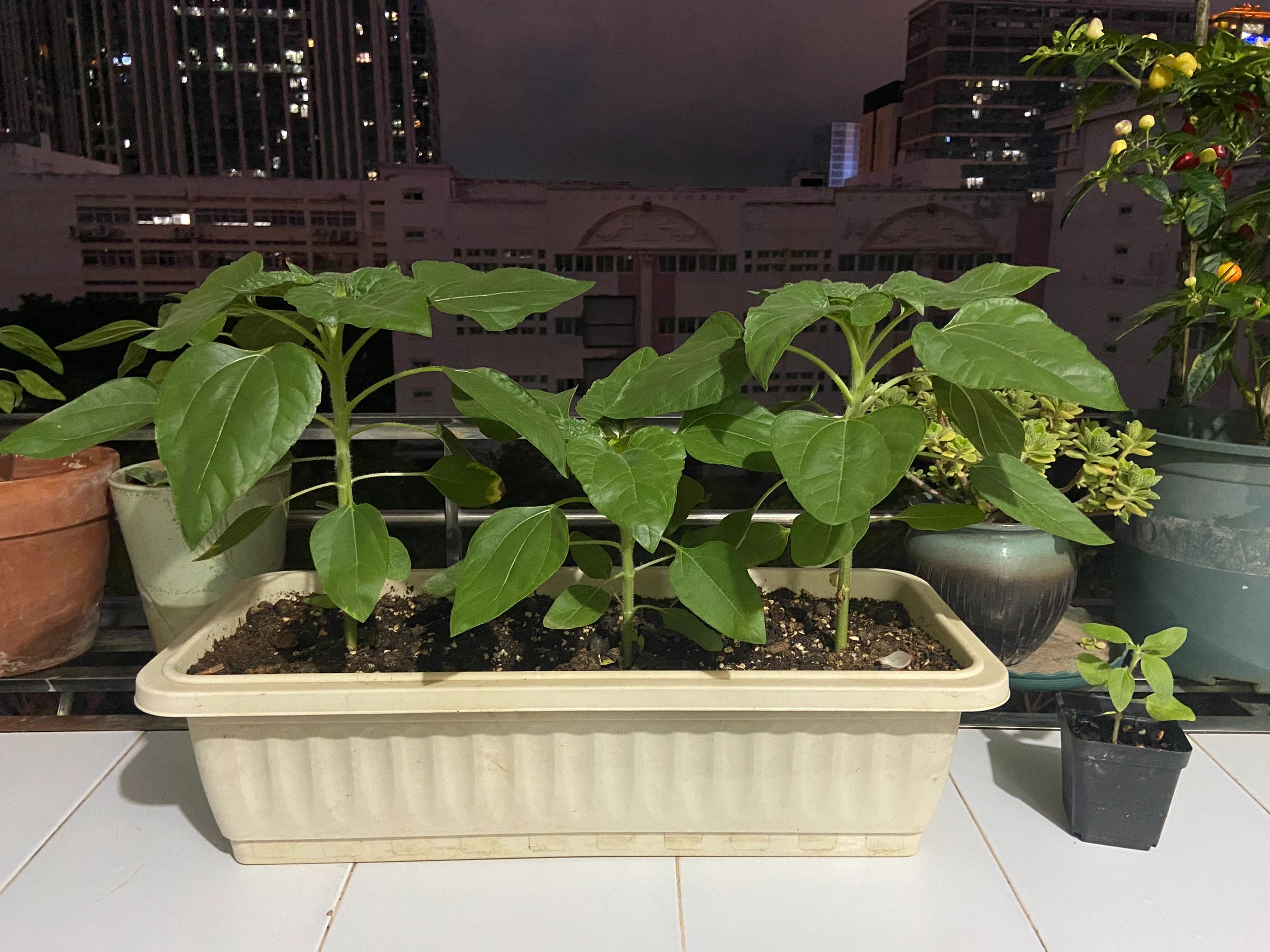 Rare Black Sunflower Seeds-Plantjoyfarm