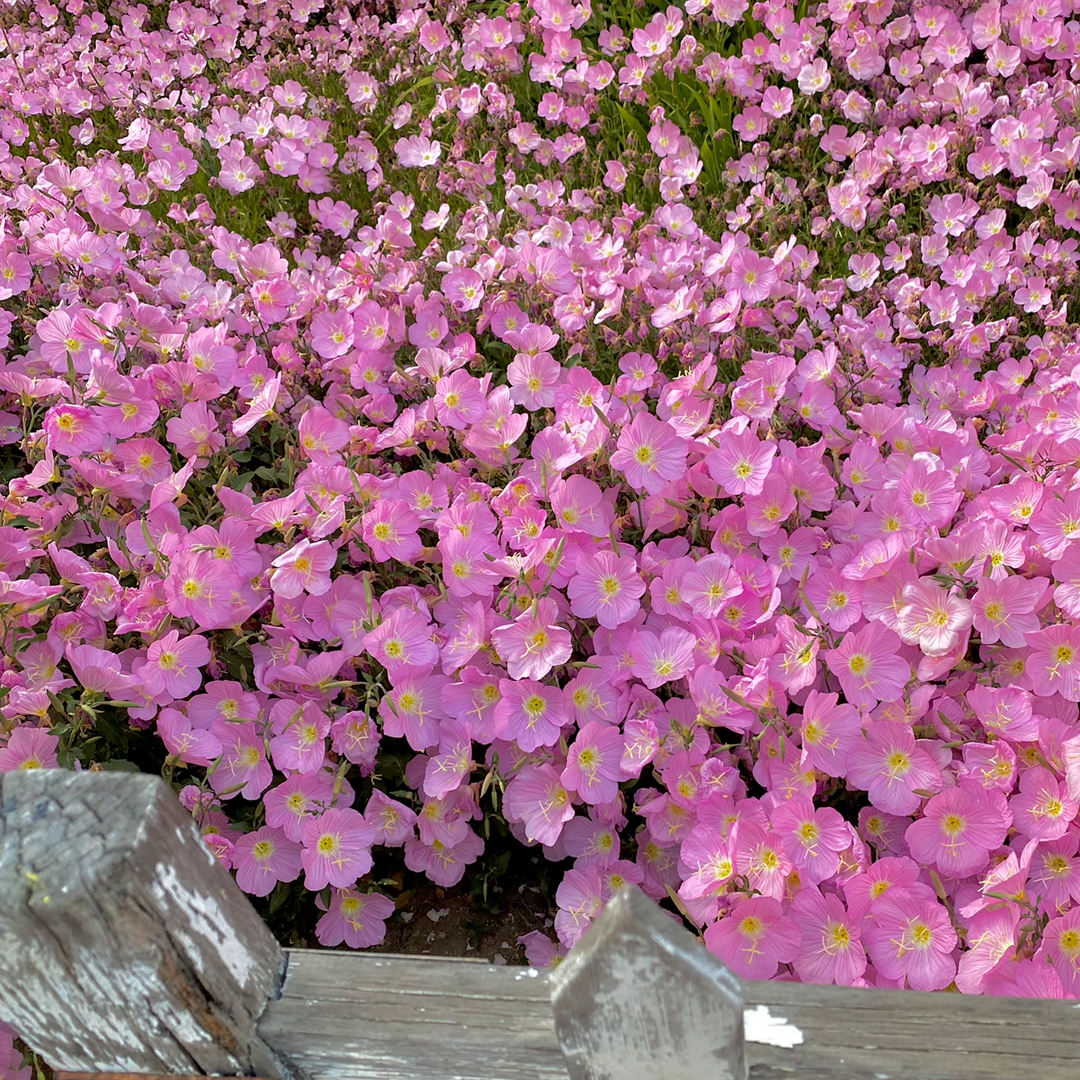 Showy Evening Primrose Seeds-Plantjoyfarm