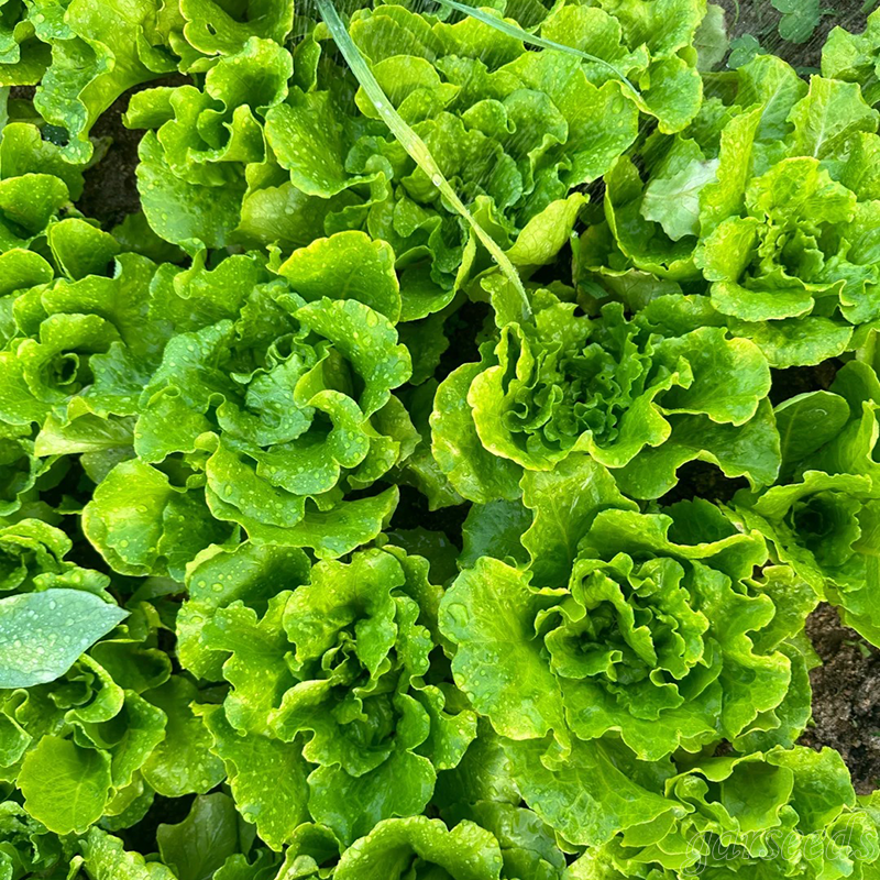 Italian Lettuce🥬Seeds