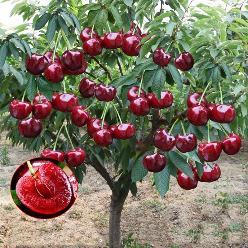 🍒Cherry Fruit Seeds – Taste the Sweetness of Homegrown Fruits 🌞(🌿99% Germination)