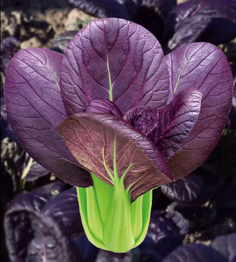 Purple Leaf Rape Seeds-Plantjoyfarm