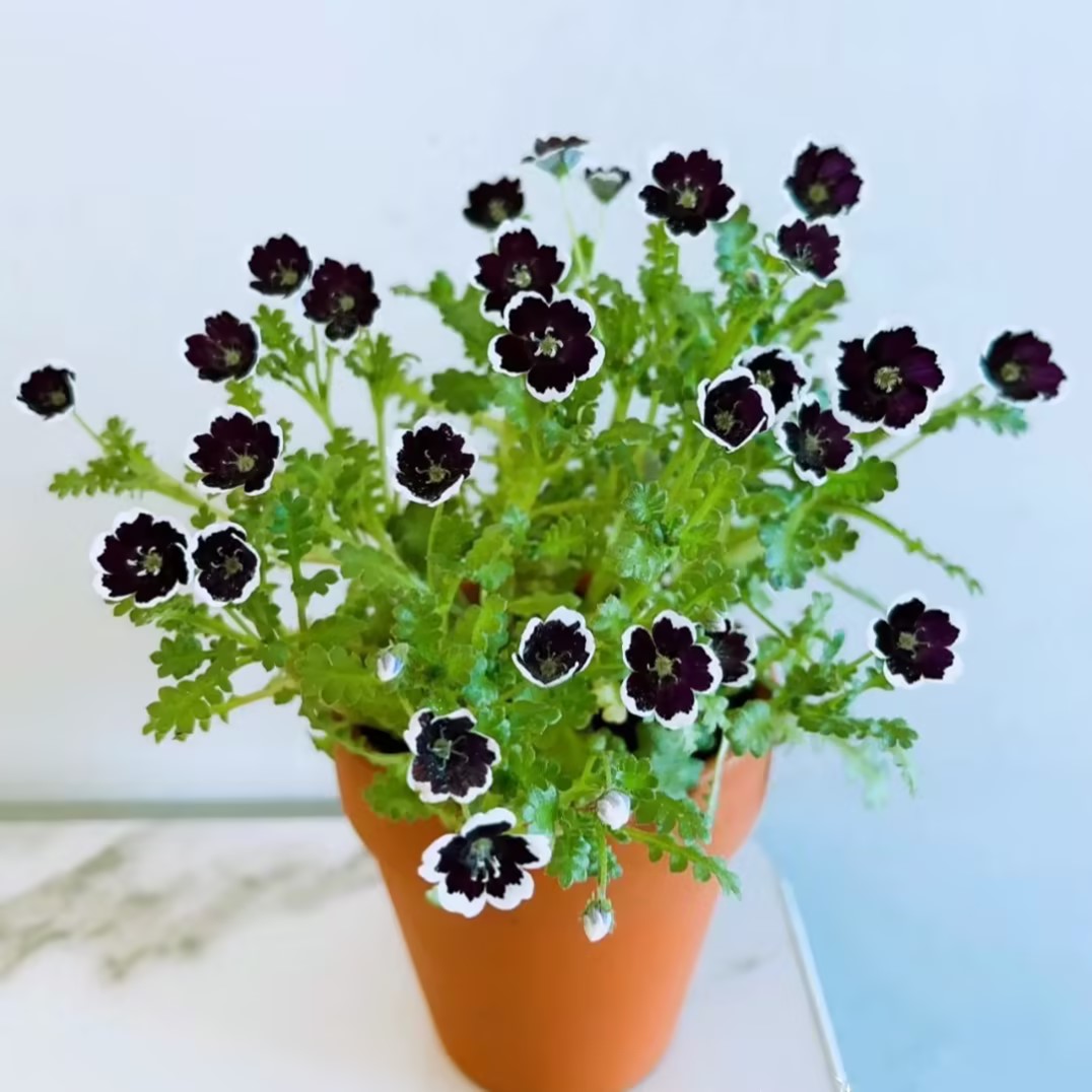 Nemophila-Baby Blue Eyes-Plantjoyfarm