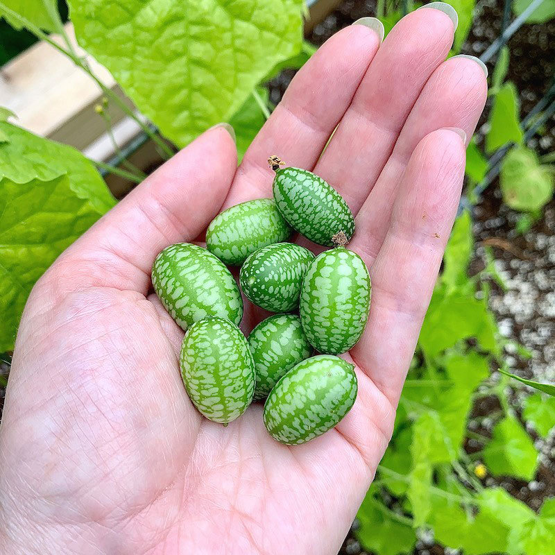 Thumb Watermelon Seeds 🍉