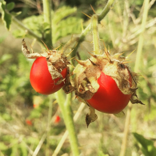 Litchi Tomato AKA Morelle de Balbis Seeds (Certified Organic)-Plantjoyfarm