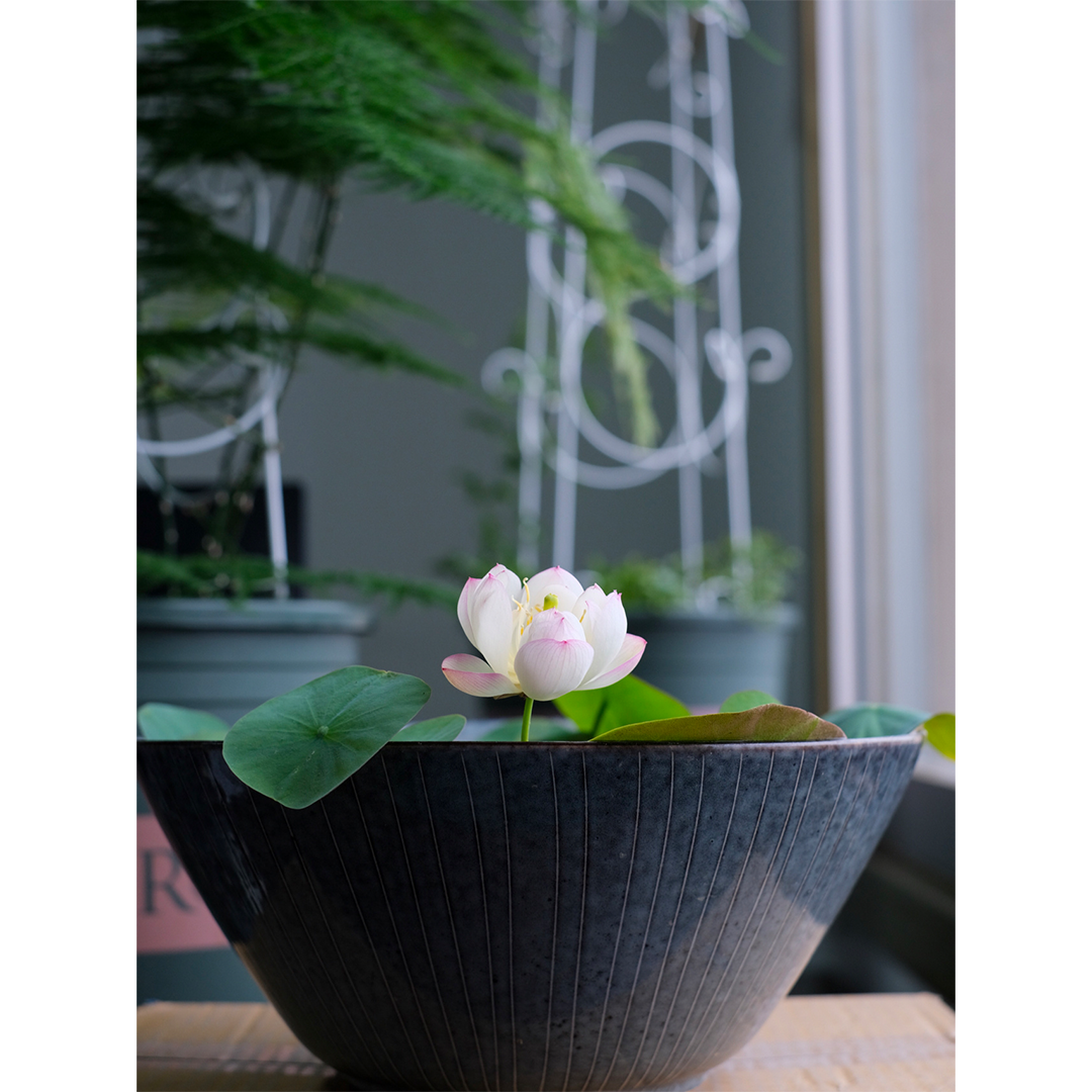Bowl Lotus: Embracing Zen through Blossoms-Plantjoyfarm