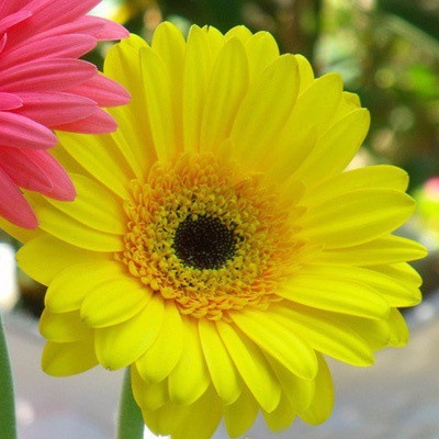 Pyrethrum-Double Gerbera Flower Seeds. Get 50% off