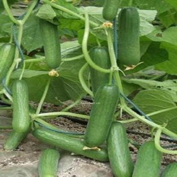 Thorn-less Mini Cucumber Seeds-Plantjoyfarm