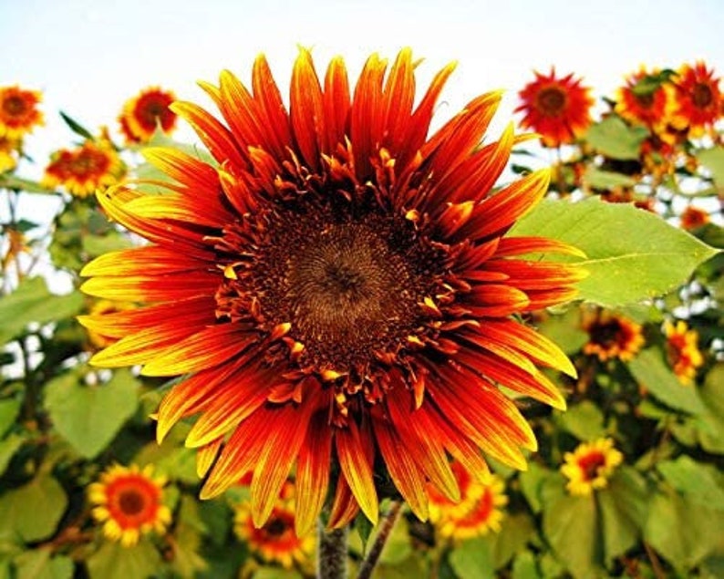 Joker Sunflower Seeds 50 per pack-Plantjoyfarm