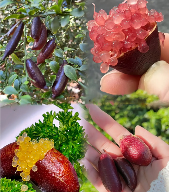 Finger Lime Seeds Lemon Caviar Seeds-Plantjoyfarm