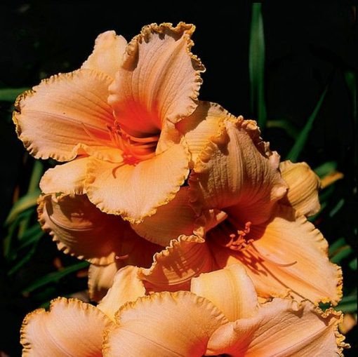 Daylily Hybrid Flowers Seeds, Hemerocallis Hybrid, 20pcs/pack-Plantjoyfarm