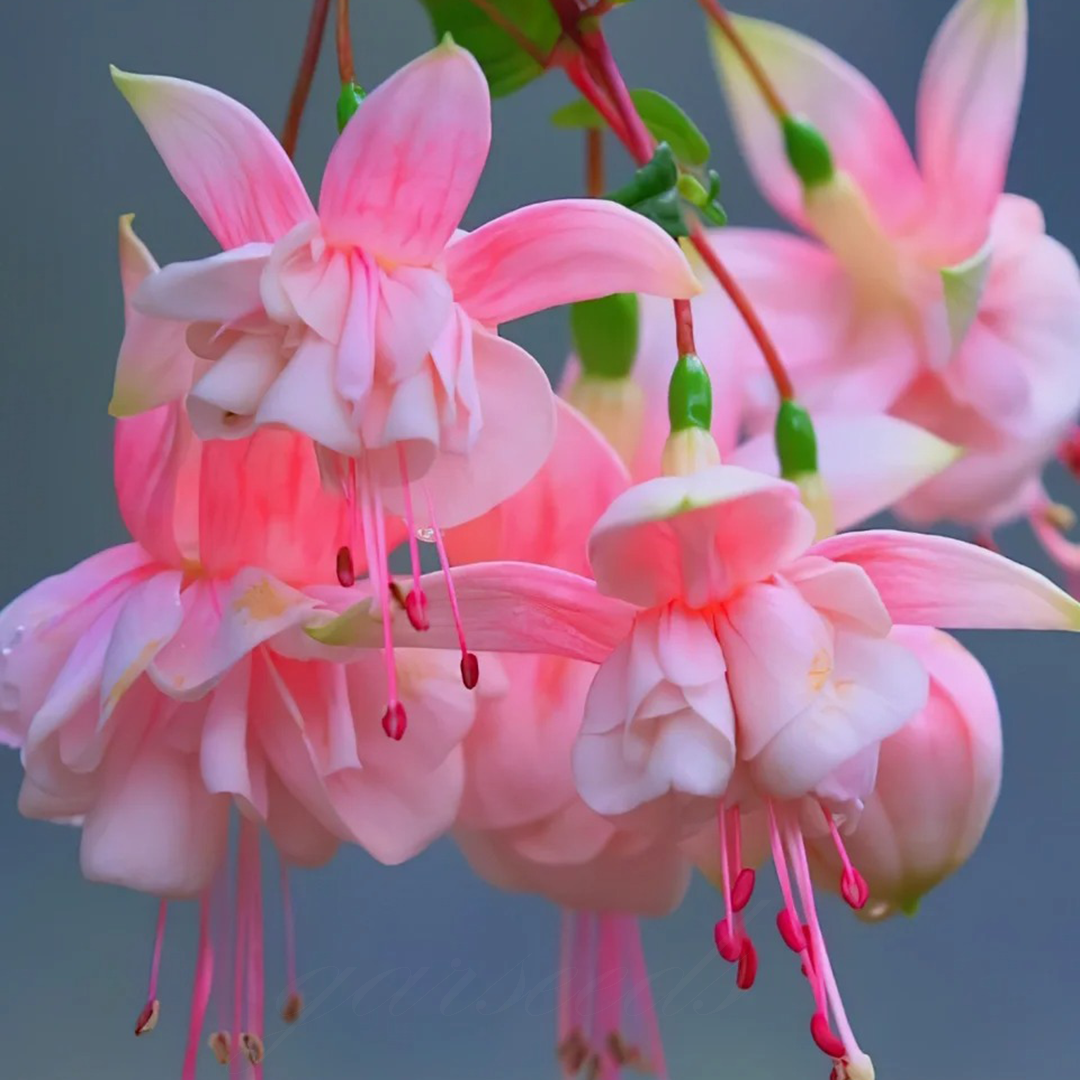 Fuchsia Flowers Seeds-Lantern Flower🌷