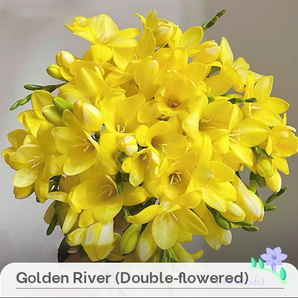 Freesia Bulbs --Comming Soon-Plantjoyfarm