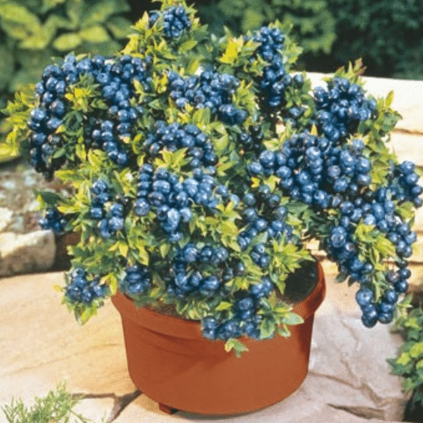 Giant Blueberry Fruit Seeds (20 Seeds a Pack)-Plantjoyfarm