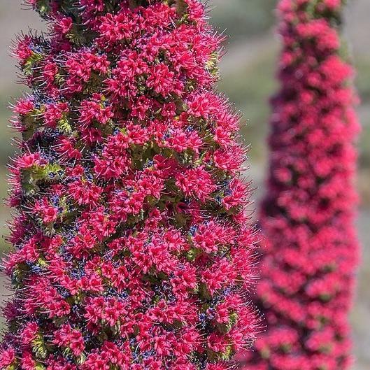 TOWER OF JEWELS Red Bugloss Echium Wildpretii Ruby Hummingbird Flower Seeds *Flat Shipping-Plantjoyfarm