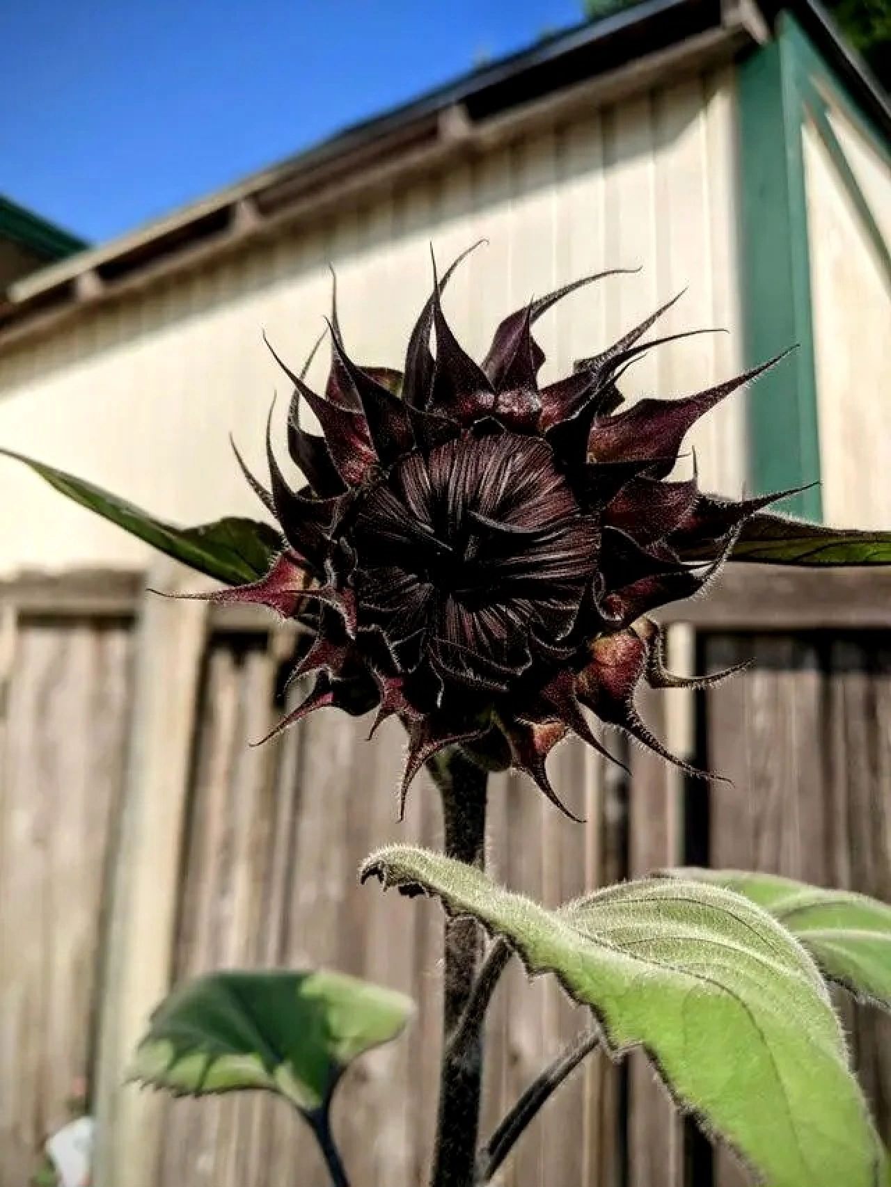 Rare Black Sunflower Seeds-Plantjoyfarm