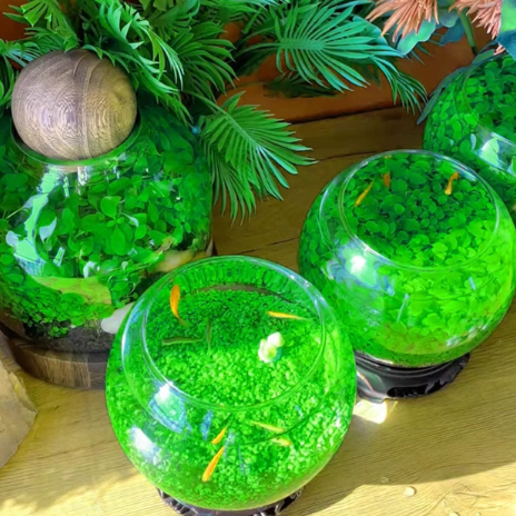 🌿Air Purifying Fish Tank Aquatic Plant Seeds-Plantjoyfarm