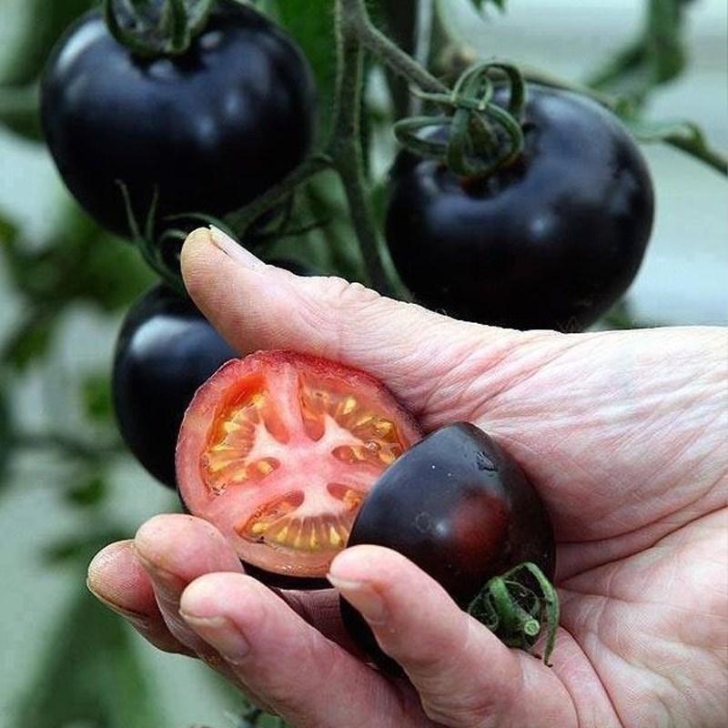 The Culinary Treasure—Organic Indigo Rose Tomatoes 🖤🍅: Flavorful & Nutrient-Rich