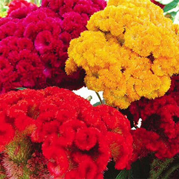 100pcs DWARF CORAL GARDEN MIX COCKSCOMB-Plantjoyfarm