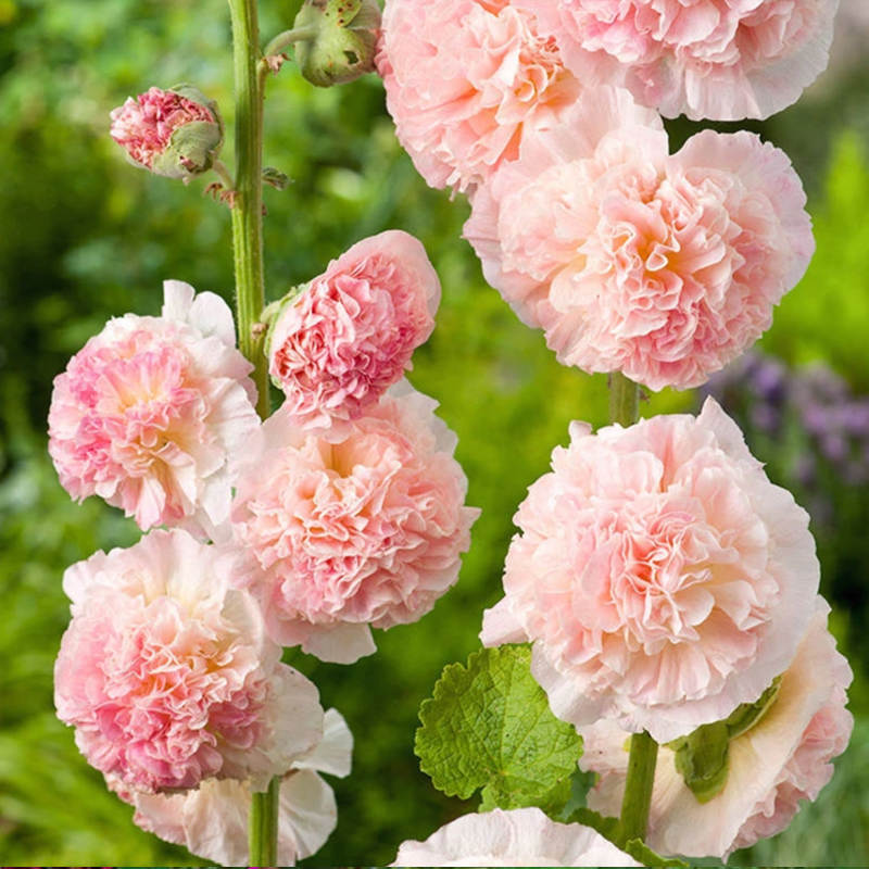 500 Pcs Double Hollyhock Seeds-Plantjoyfarm