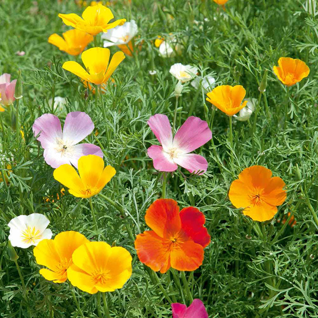 California Poppy Seeds - Mixed Colors-Plantjoyfarm