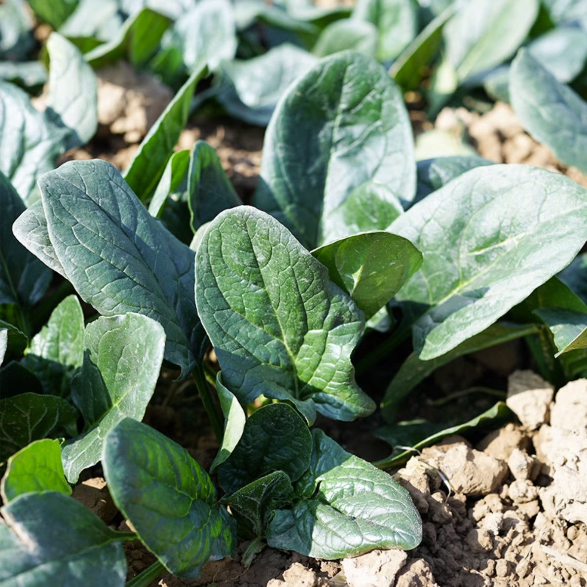 Spinach In The Snow Seeds-Plantjoyfarm