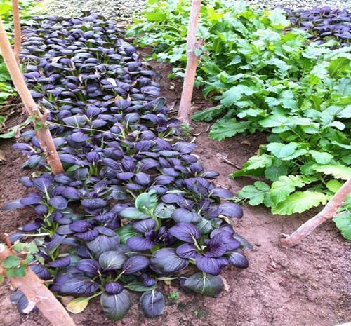 Purple Leaf Rape Seeds-Plantjoyfarm