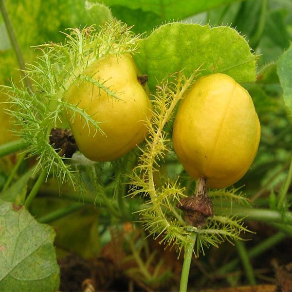 Wild Passiflora Mollissima Seeds-Plantjoyfarm