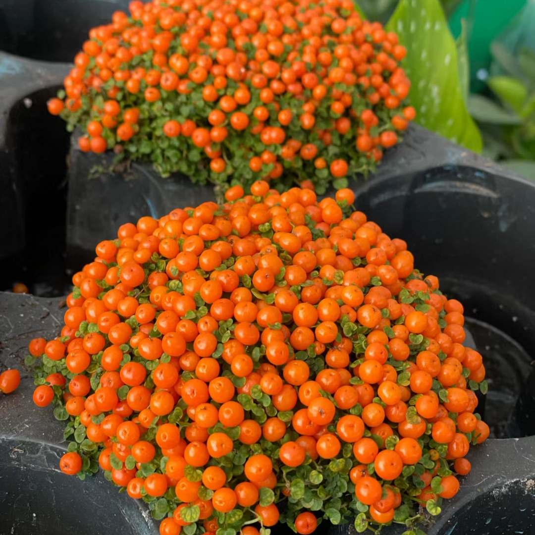 Pearl Orange Succulent Potted Plant-Plantjoyfarm
