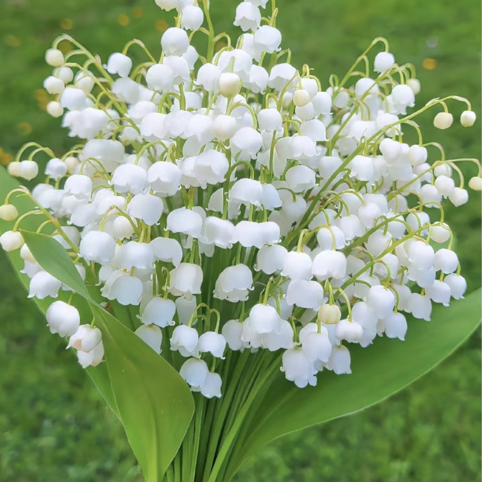 💐Lily of the Valley—Happiness Arrives