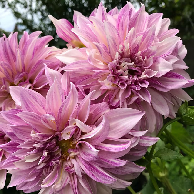 Mixed Giant Dahlia Seeds-Plantjoyfarm