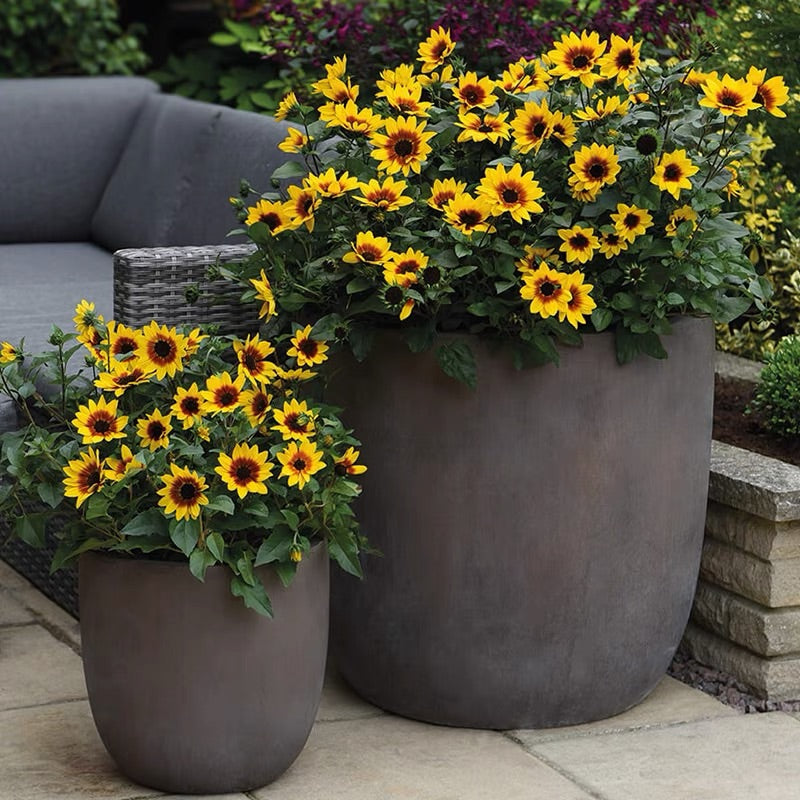 Sunflower Bonsai Flowering Machine, Glorious Years-Plantjoyfarm