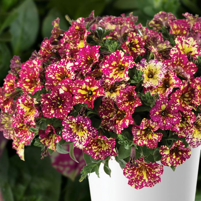 Petunia, Splash Dance Calypso Cherry-Plantjoyfarm
