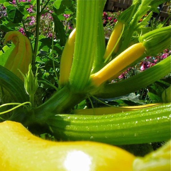 30pcs Early PROLIFIC STRAIGHTNECK SQUASH Yellow Summer Bush Heirloom Seeds-Plantjoyfarm